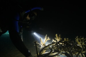 Monitoring for spawning of Acropora cervicornis