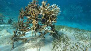 Bleached Acropora cervicornis in dome structure