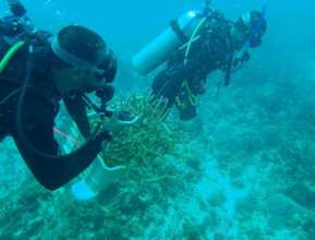 Coral Gardeners