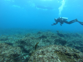 Coral disease study in Punta Cana
