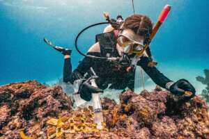 Diver gluing coral fragment by Tomas Chaverra