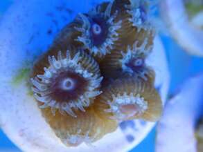 Coral fragment growing on biodegradable substrate