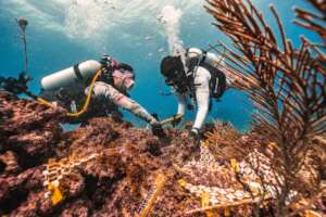 Citizen scientist outplanting by Tomas Chaverra