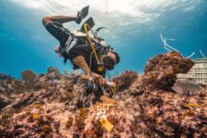 Diver outplanting corals by Tomas Chaverra