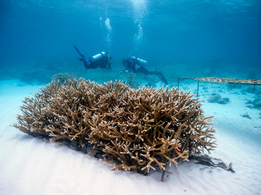 Corals for Climate: Restoring Resilient Reefs
