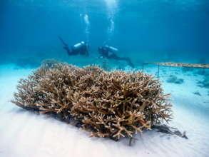 Grupo Puntacana Foundation Coral Restoration