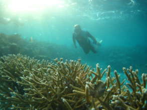 Coral Restoration Works