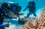 Corals for Climate: Restoring Resilient Reefs