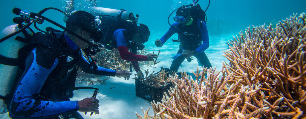 Corals for Climate: Restoring Resilient Reefs