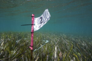 Monitoring seagrass beds