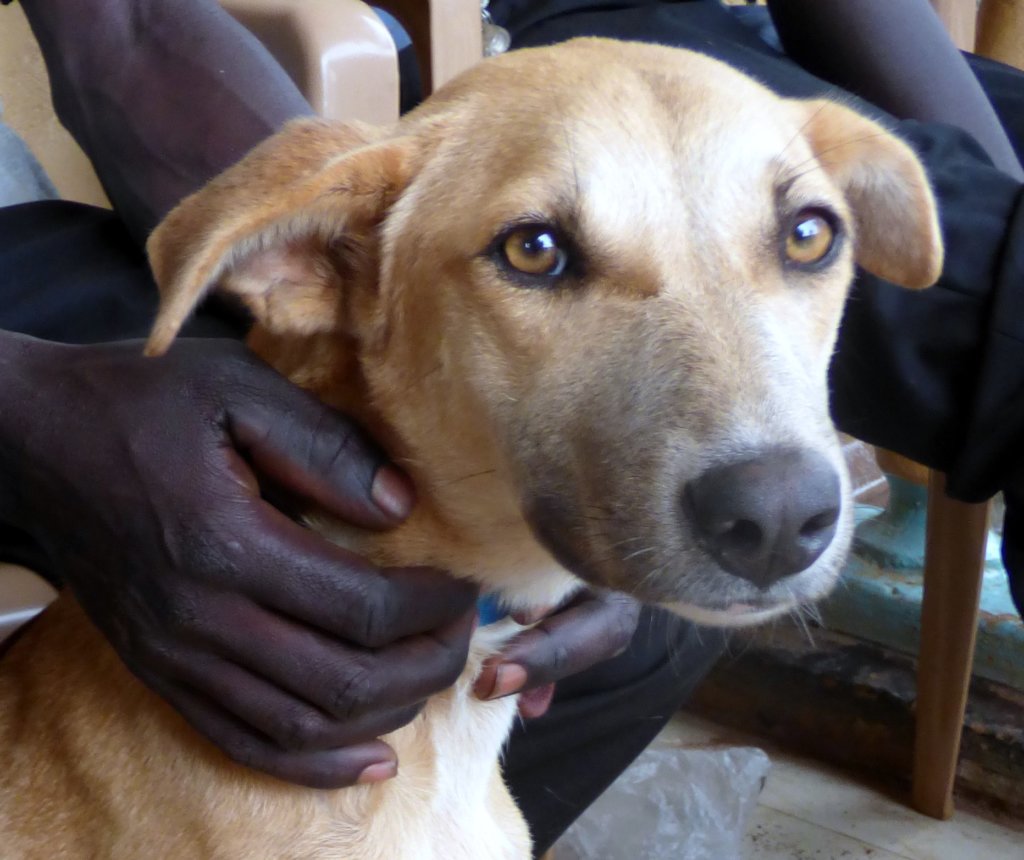 Help Northern Uganda's Dogs GlobalGiving
