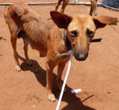 One of the dogs we serve