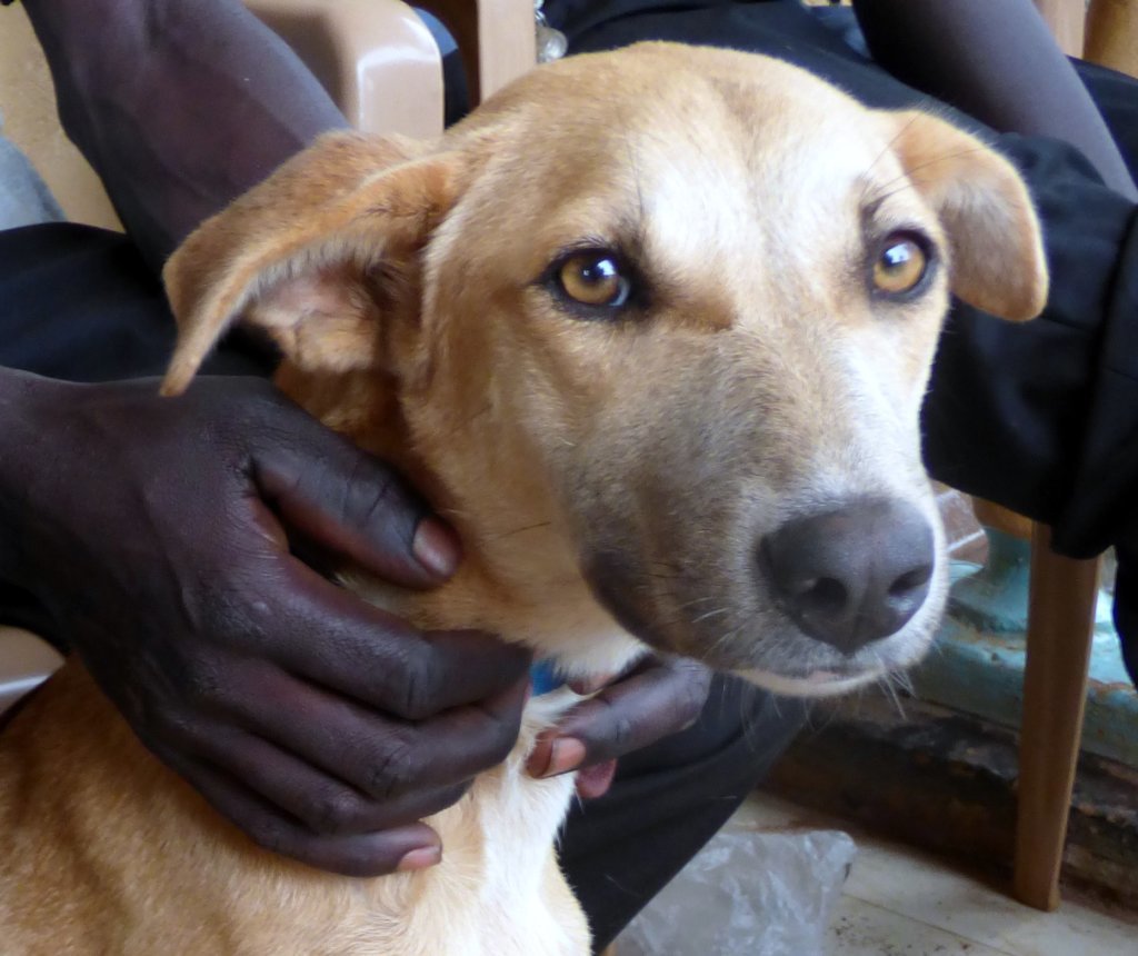Help Northern Uganda's Dogs
