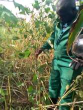Patrick undertaking seedling monitoring
