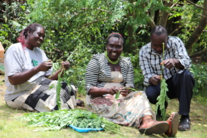 Our Native Seeds team harvests Moringa stenopetala