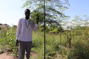 A fast-growing Moringa oleifera tree