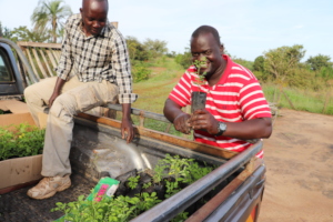 Taking moringa out to Palorinya