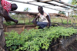 Nursery Workers Tending to Tree Seedlings