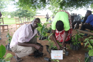 Tree planting distribution with refugees