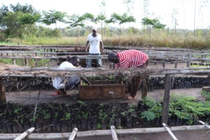 Nursery workers loading moringa seedlings