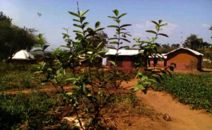 Palorinya