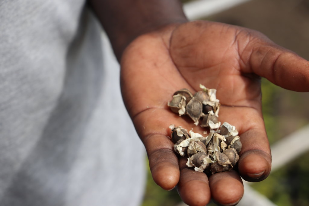 Plant 50,000 Native Trees for Refugees in Uganda