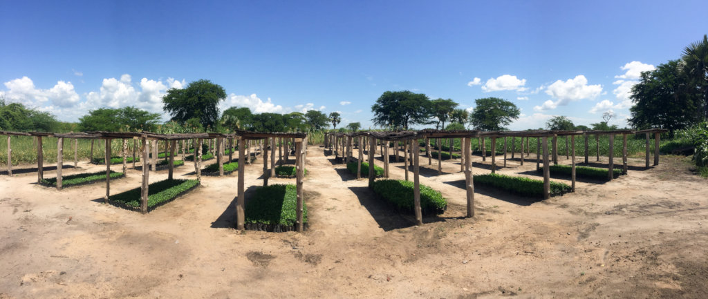 Plant 50,000 Native Trees for Refugees in Uganda