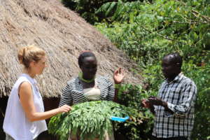 Moringa Leaf Harvest