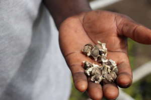 Moringa Seeds