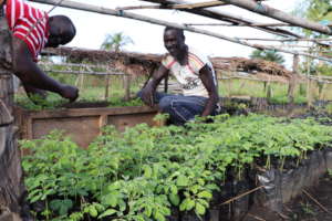 Moringa Nursery