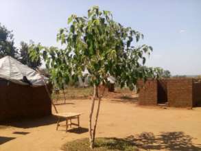 Native tree, fully grown