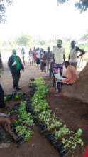 Tree nursery, capacity for 150,000 seedlings