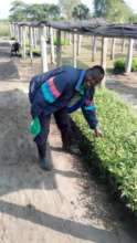 Tree nursery, capacity for 150,000 seedlings