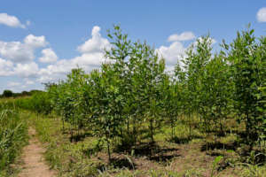 Native trees, fully grown