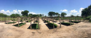 Tree nursery, capacity for 150,000 seedlings