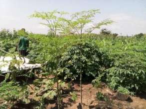 1 year-old moringa amidst a cassava garden