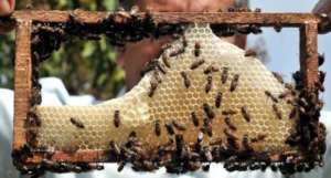 One of many types in bee keeping