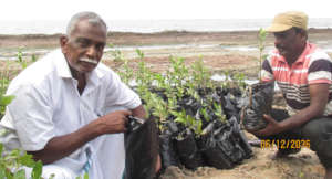 Saplings in Planting work