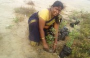 Wetland Mangroves plantation and conservation