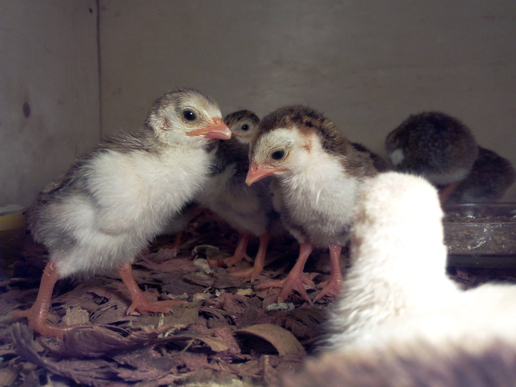 Chickens against unemployment and malnutrition