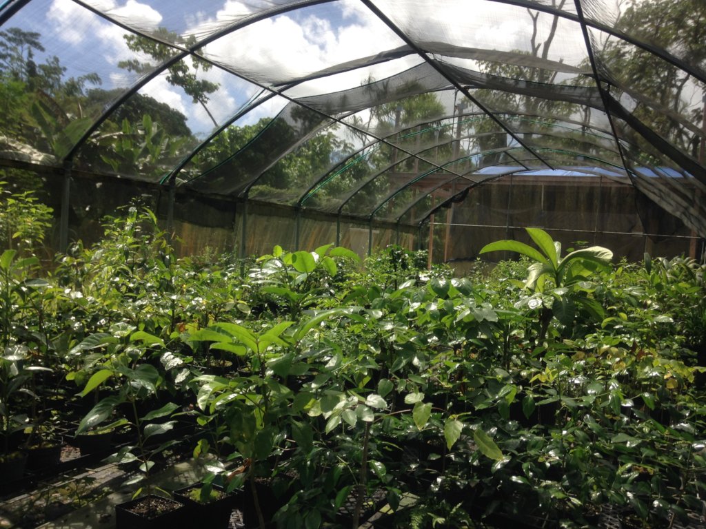 Restore & Protect Hawaii's Native Lowland Forest