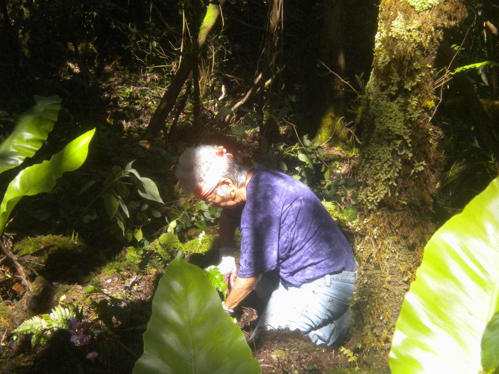 Restore & Protect Hawaii's Native Lowland Forest