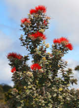 Native Ohi'a Tree