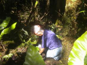 Volunteer planting a native tree in the forest