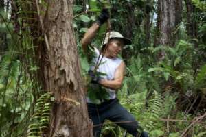 Restore & Protect Hawaii's Native Lowland Forest