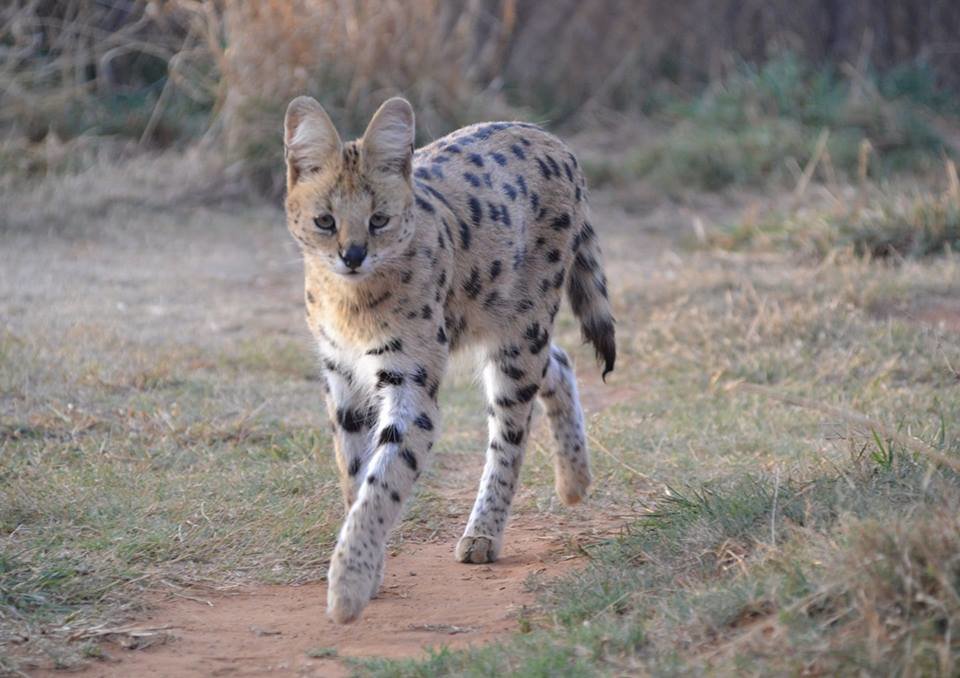 Buy Solar Panels for Project that saves Big Cats