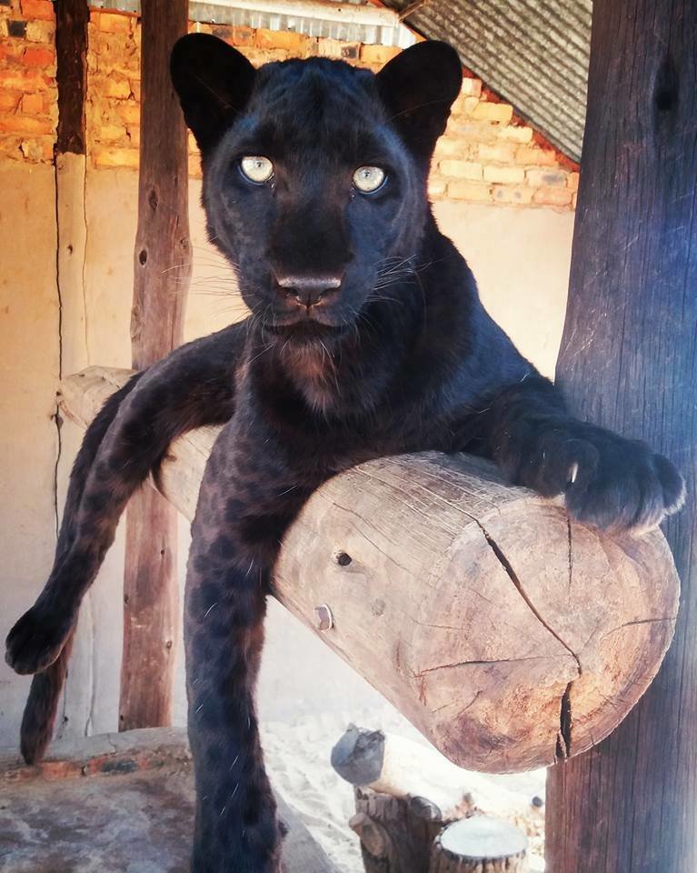Buy Solar Panels for Project that saves Big Cats