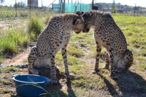 Cheetahs Juno and Neo are best friends!