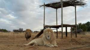 Male non-breeding lions
