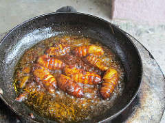 Silk worm pupae for lunch